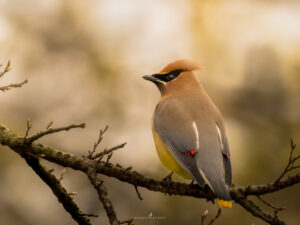 Cedar Waxwing